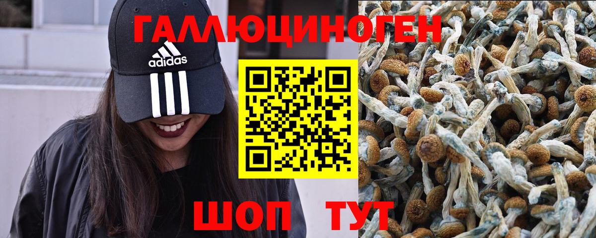 Омск  Псилоцибиновые грибы Psilocybine cubensis  Вход с VPN  Псилоцибиновые грибы GOLDEN TEACHER 